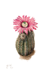 Turkeyhead Cactus Vintage