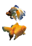 Two Goldfish