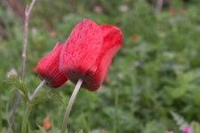 Two Red Poppy Flowers