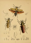 Vintage Beetles Illustration Art