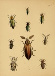 Vintage Beetles Illustration Art