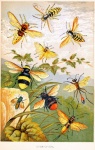 Vintage Bees Old Illustration