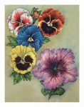 Vintage Flower Pansy Mallow