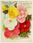 Vintage Floral Illustration Antique