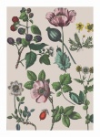 Vintage Floral Illustration Art