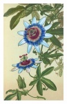Vintage Floral Passionflower Art