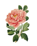 Vintage Floral Peony Clipart