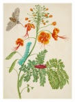 Vintage Floral Butterfly Art