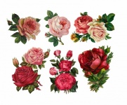 Vintage Clipart Flowers Roses