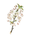Vintage Clipart Cherry Blossom Branch
