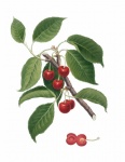 Vintage Clipart Cherries Branch