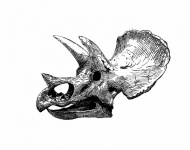 Vintage Clipart Dinosaur Triceratops