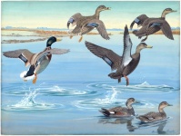 Vintage Ducks Art Painting