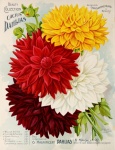 Vintage Garden Flowers Poster