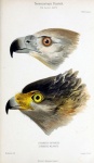 Vintage Bird Of Prey Old Illustration