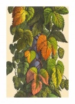 Vintage Hop Foliage Leaves