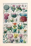 Vintage Illustration Of Flower Thistle