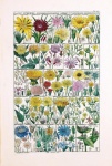 Vintage Illustration Flowers Art