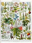 Vintage Illustration Flowers Poster