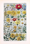 Vintage Illustration Flowers Perennials