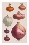 Vintage Illustration Vegetable Onion