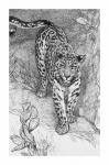 Vintage Illustration Cat Leopard