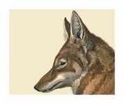 Vintage Illustration Coyote Wolf