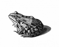 Vintage Illustration Toad Frog