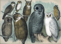 Vintage Illustration Art Owls