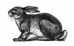 Vintage Illustration Art Bunny