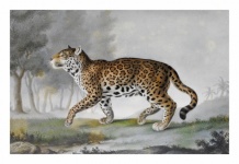 Vintage Illustration Leopard Cat