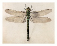 Vintage Illustration Dragonfly Art