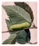 Vintage Illustration Caterpillar Foliage