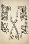 Vintage Illustration Skeleton Human