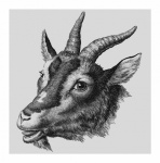 Vintage Illustration Goat Animal