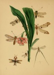 Vintage Insects Illustration Art