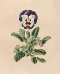 Vintage Art Flower Pansies