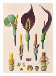Vintage Art Floral Illustration