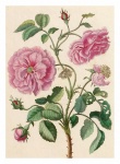 Vintage Art Floral Rose