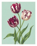 Vintage Art Flowers Tulips