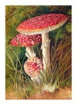 Vintage Art Champions Mushrooms