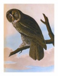 Vintage Art Owl Bird