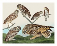 Vintage Art Owls Illustration