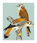 Vintage Art Hawk Bird Of Prey