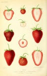 Vintage Art Fruits Strawberries