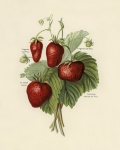 Vintage Art Fruits Strawberries