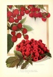 Vintage Art Fruits Raspberries