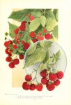 Vintage Art Fruits Raspberries