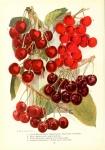 Vintage Art Fruits Cherries