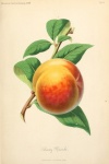 Vintage Art Fruits Peach